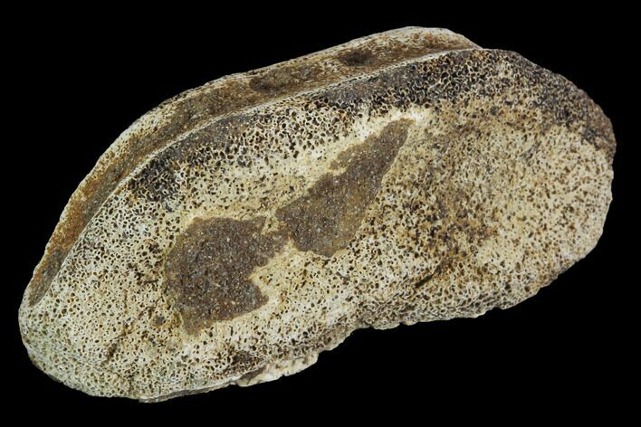 Hadrosaur Finger Bone - Alberta (Disposition #-) #95168
